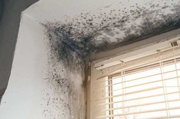 Affordable Mold Removal solutions in Patton, PA